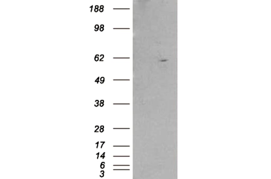 Western Blot - Anti-RXRB Antibody (A83403) - Antibodies.com