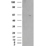 Western Blot - Anti-RXRB Antibody (A83403) - Antibodies.com