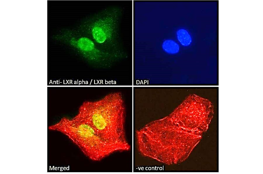 Immunofluorescence - Anti-LXR alpha + LXR beta Antibody (A83404) - Antibodies.com