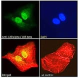 Immunofluorescence - Anti-LXR alpha + LXR beta Antibody (A83404) - Antibodies.com