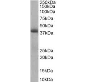 Western Blot - Anti-TIMM50 Antibody (A83405) - Antibodies.com