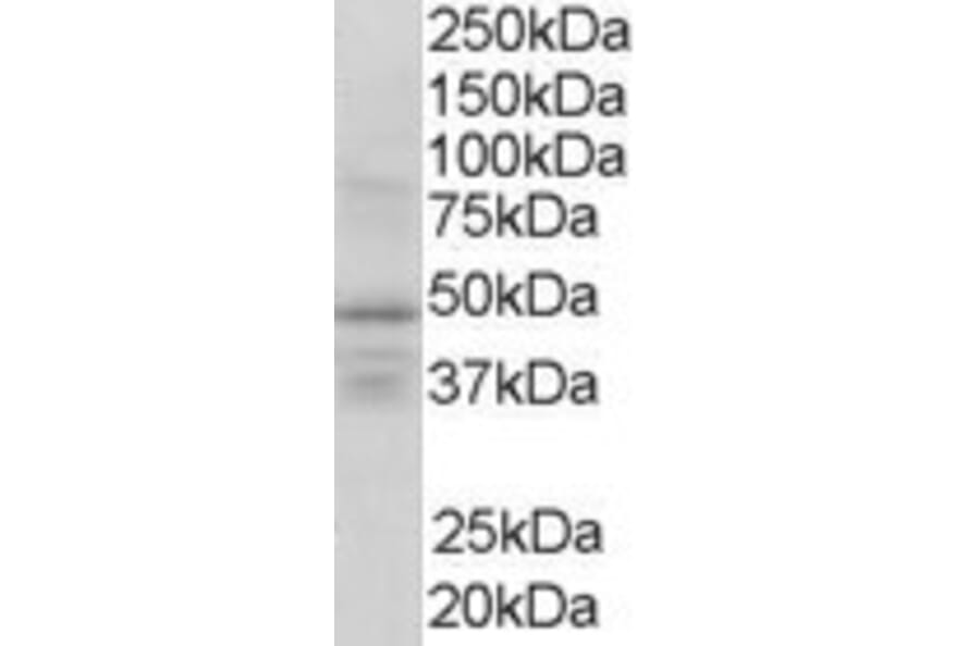 Western Blot - Anti-RXRG Antibody (A83406) - Antibodies.com