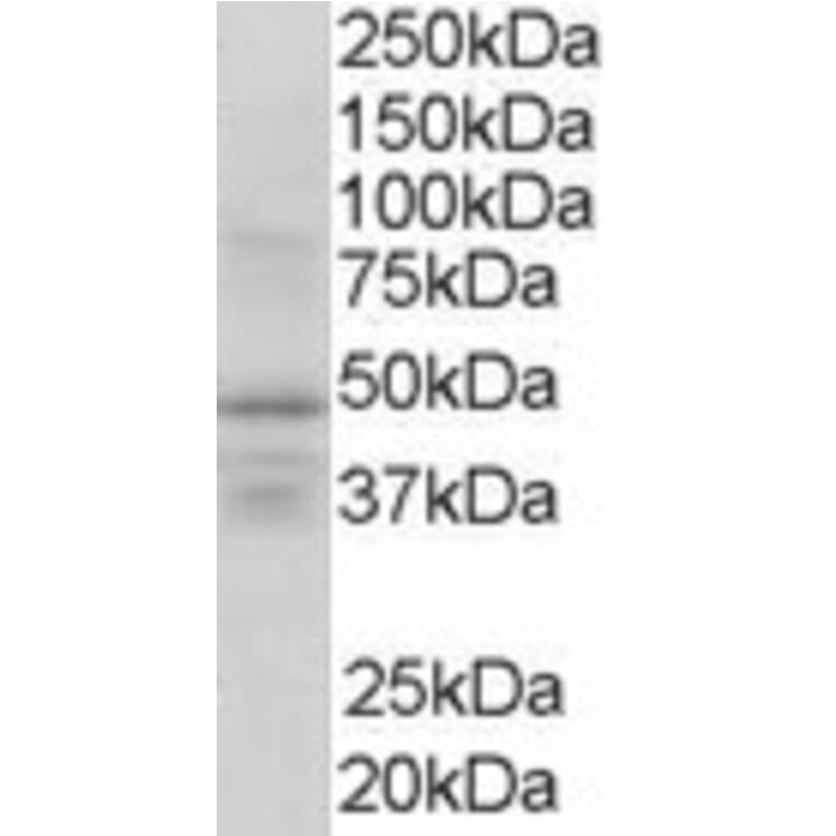 Western Blot - Anti-RXRG Antibody (A83406) - Antibodies.com