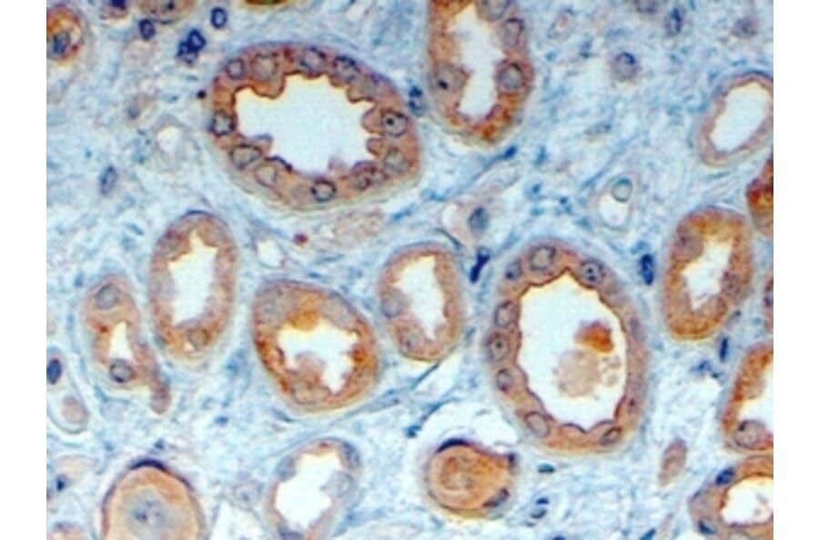 Immunohistochemistry - Anti-LRP6 Antibody (A83408) - Antibodies.com