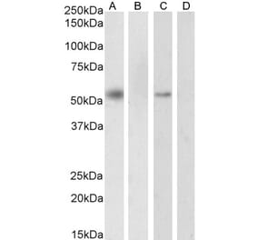 Western Blot - Anti-RXRA Antibody (A83409) - Antibodies.com