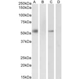 Western Blot - Anti-RXRA Antibody (A83409) - Antibodies.com