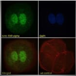 Immunofluorescence - Anti-RXRA Antibody (A83409) - Antibodies.com