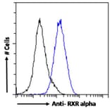 Flow Cytometry - Anti-RXRA Antibody (A83409) - Antibodies.com