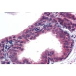 Immunohistochemistry - Anti-AKT3 Antibody (A83410) - Antibodies.com