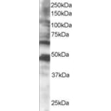 Western Blot - Anti-CPEB1 Antibody (A83411) - Antibodies.com