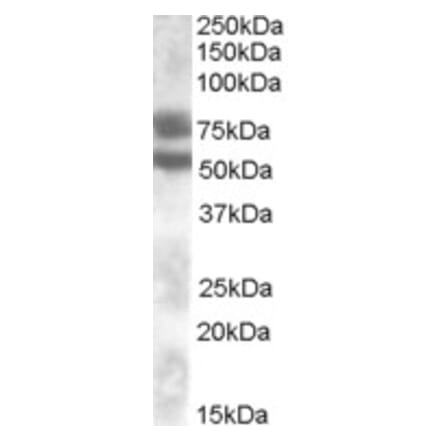 Western Blot - Anti-DACH1 Antibody (A83413) - Antibodies.com