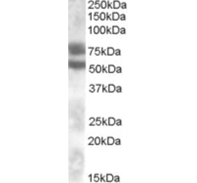 Western Blot - Anti-DACH1 Antibody (A83413) - Antibodies.com