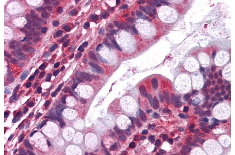 Immunohistochemistry - Anti-5HT3A Receptor/5ht3 Antibody (A83414) - Antibodies.com