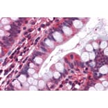 Immunohistochemistry - Anti-5HT3A Receptor/5ht3 Antibody (A83414) - Antibodies.com