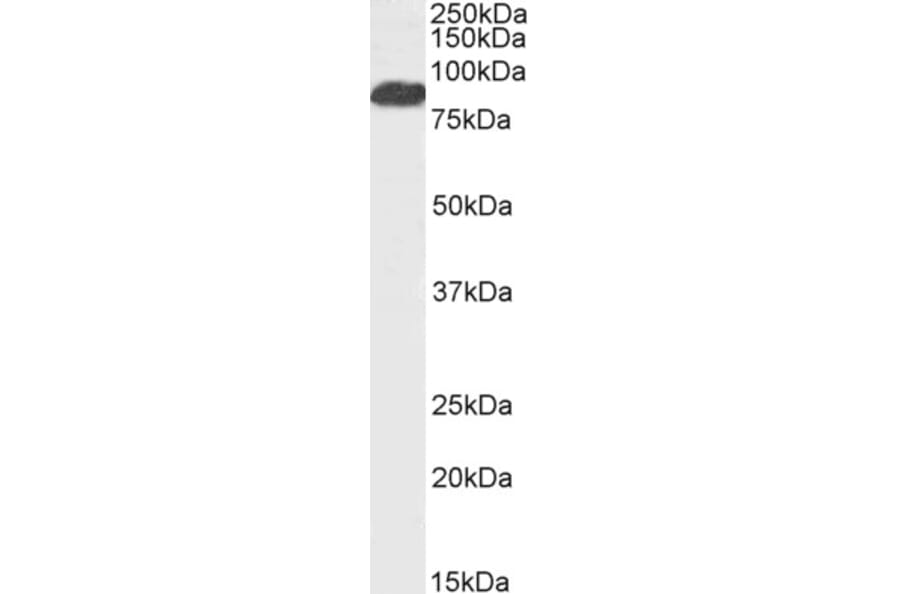 Western Blot - Anti-FOXP2 Antibody (A83417) - Antibodies.com