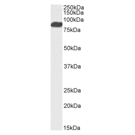 Western Blot - Anti-FOXP2 Antibody (A83417) - Antibodies.com