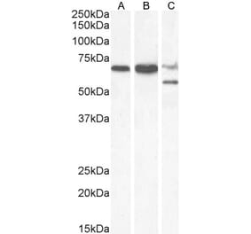 Western Blot - Anti-PPP2R5D Antibody (A83418) - Antibodies.com