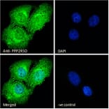 Immunofluorescence - Anti-PPP2R5D Antibody (A83418) - Antibodies.com