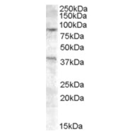 Western Blot - Anti-Exonuclease 1 Antibody (A83420) - Antibodies.com