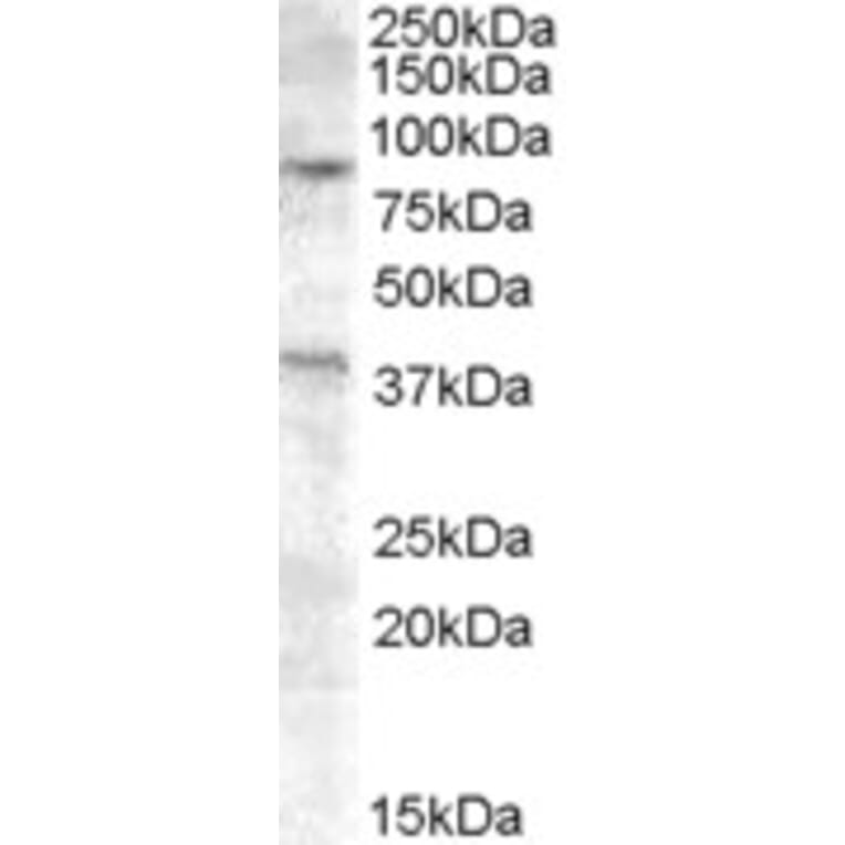 Western Blot - Anti-Exonuclease 1 Antibody (A83420) - Antibodies.com