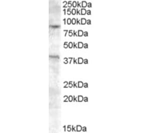 Western Blot - Anti-EXO1 Antibody (A83420) - Antibodies.com