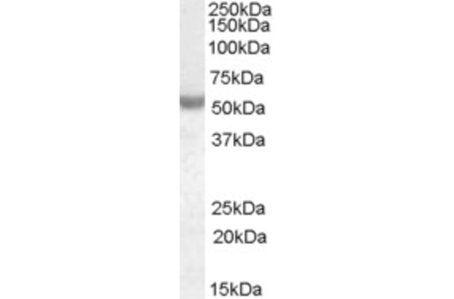 Western Blot - Anti-Nova1 Antibody (A83421) - Antibodies.com