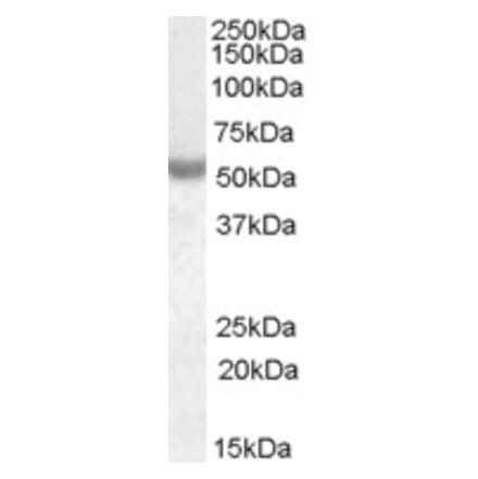 Western Blot - Anti-Nova1 Antibody (A83421) - Antibodies.com