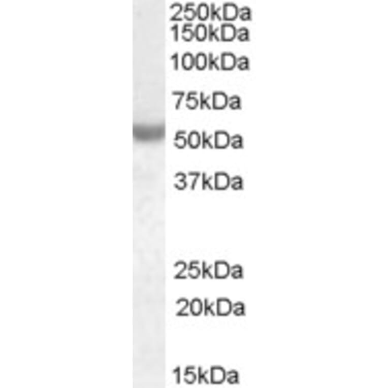 Western Blot - Anti-Nova1 Antibody (A83421) - Antibodies.com