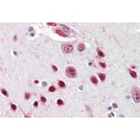 Immunohistochemistry - Anti-Nova1 Antibody (A83421) - Antibodies.com