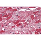 Immunohistochemistry - Anti-Nova1 Antibody (A83421) - Antibodies.com