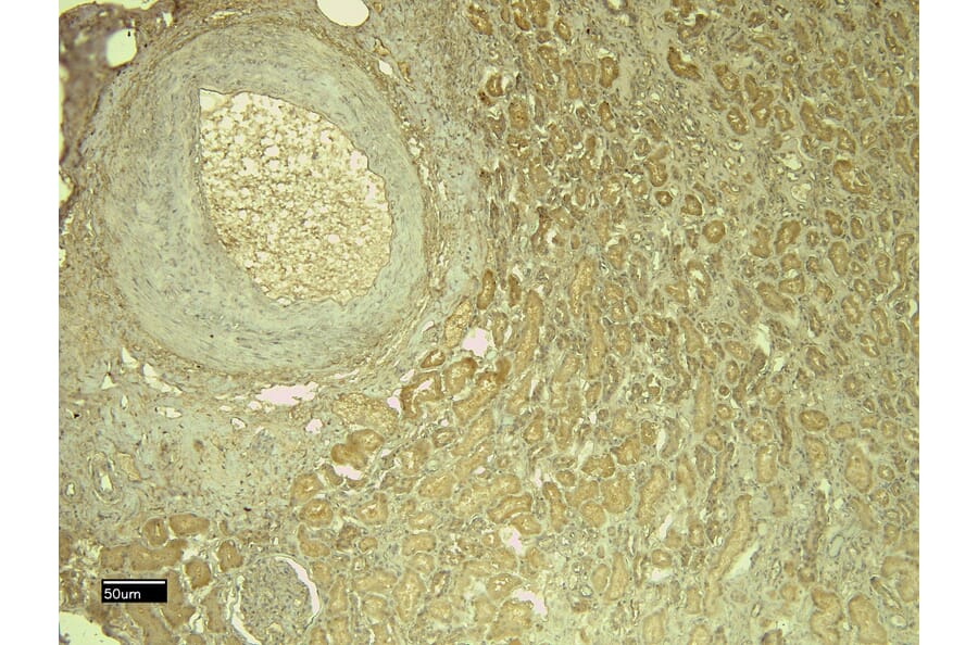 Immunohistochemistry - Anti-Leptin Receptor Antibody (A83422) - Antibodies.com