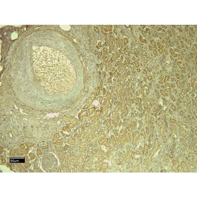 Immunohistochemistry - Anti-Leptin Receptor Antibody (A83422) - Antibodies.com