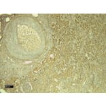 Immunohistochemistry - Anti-Leptin Receptor Antibody (A83422) - Antibodies.com