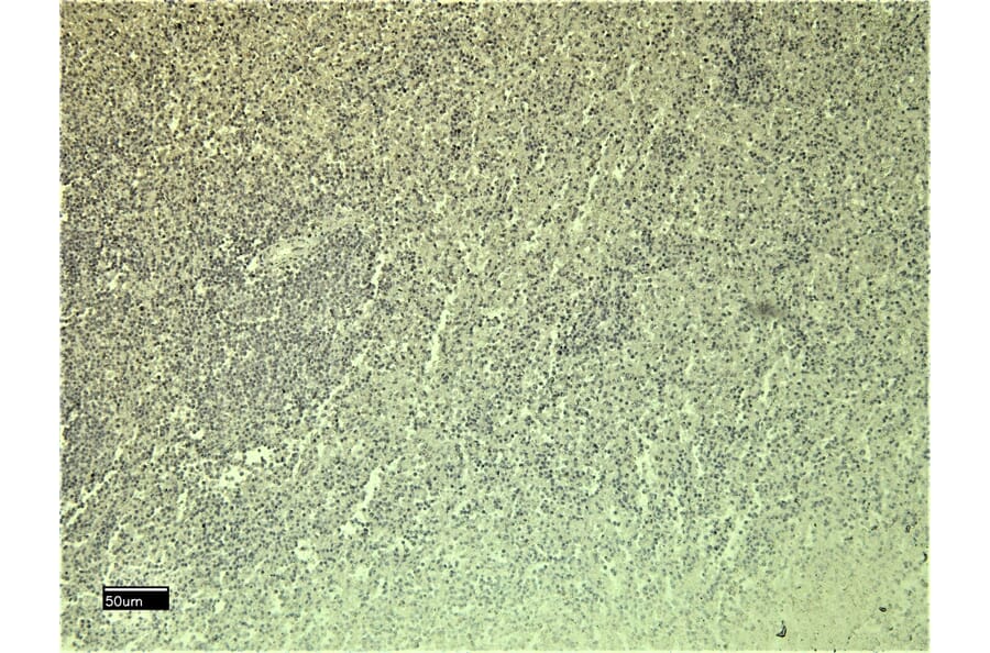 Immunohistochemistry - Anti-Leptin Receptor Antibody (A83422) - Antibodies.com