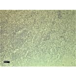 Immunohistochemistry - Anti-Leptin Receptor Antibody (A83422) - Antibodies.com