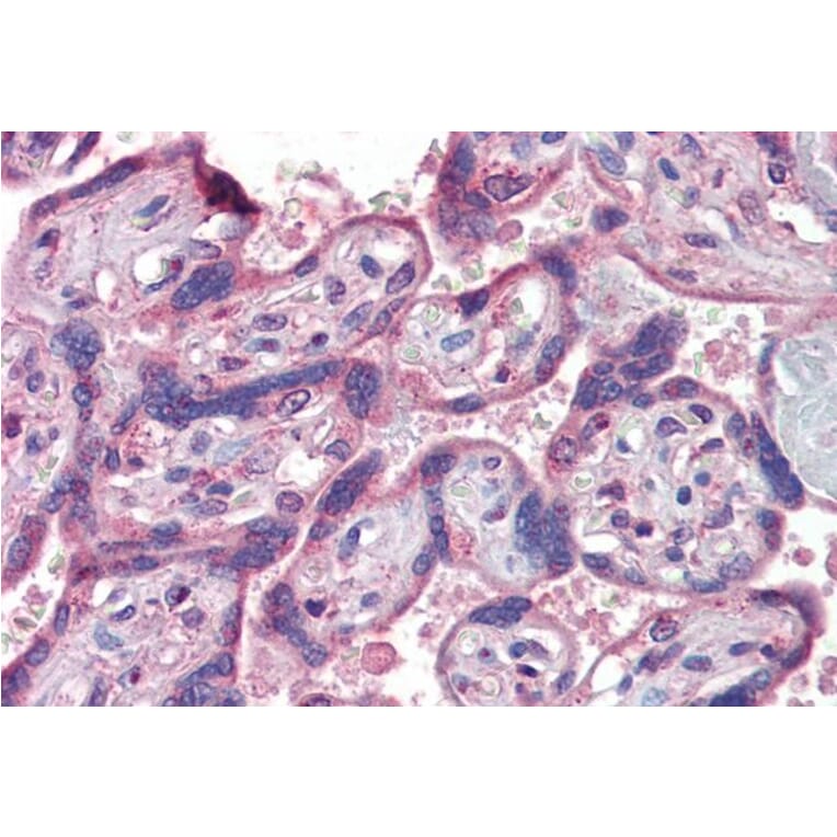 Immunohistochemistry - Anti-IFNAR2 Antibody (A83428) - Antibodies.com