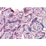 Immunohistochemistry - Anti-IFNAR2 Antibody (A83428) - Antibodies.com
