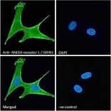 Immunofluorescence - Anti-NMDAR1 Antibody (A83429) - Antibodies.com