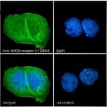 Immunofluorescence - Anti-NMDAR1 Antibody (A83429) - Antibodies.com