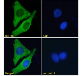 Immunofluorescence - Anti-Bid Antibody (A83431) - Antibodies.com