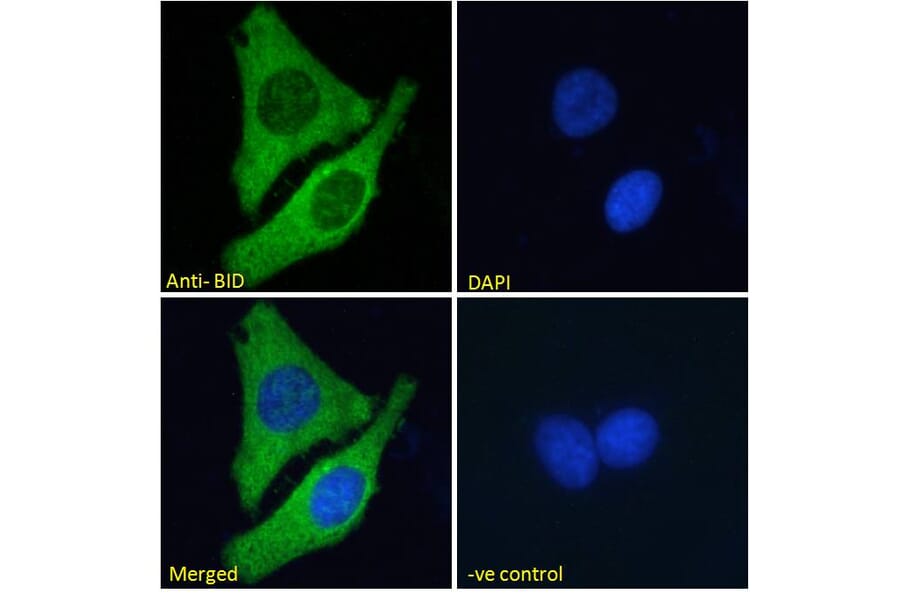 Immunofluorescence - Anti-Bid Antibody (A83431) - Antibodies.com