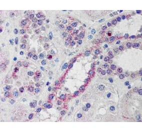 Immunohistochemistry - Anti-NOXO1 Antibody (A83432) - Antibodies.com