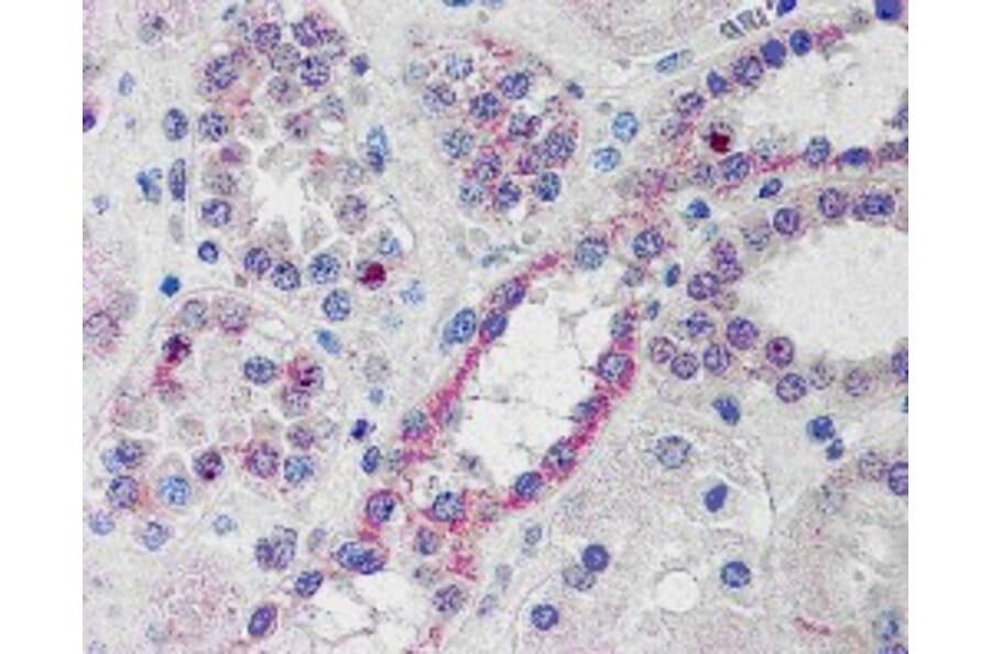 Immunohistochemistry - Anti-NOXO1 Antibody (A83432) - Antibodies.com