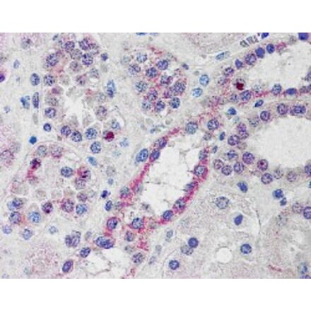 Immunohistochemistry - Anti-NOXO1 Antibody (A83432) - Antibodies.com