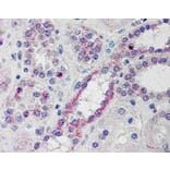 Immunohistochemistry - Anti-NOXO1 Antibody (A83432) - Antibodies.com