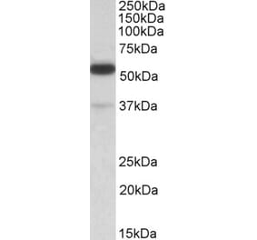 Western Blot - Anti-TRIM5 Antibody (A83434) - Antibodies.com