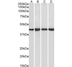 Western Blot - Anti-PPP1R8 Antibody (A83435) - Antibodies.com