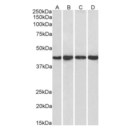 Western Blot - Anti-PPP1R8 Antibody (A83435) - Antibodies.com