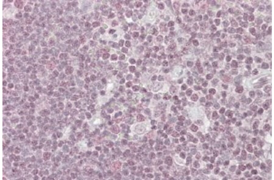 Immunohistochemistry - Anti-NIPP1 Antibody (A83435) - Antibodies.com
