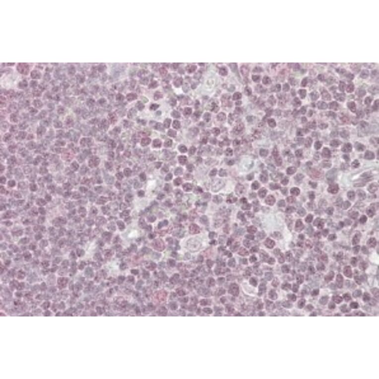 Immunohistochemistry - Anti-NIPP1 Antibody (A83435) - Antibodies.com